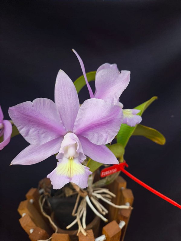 Cattleya Nobilior Coerulea Blue Cristal - Adulta
