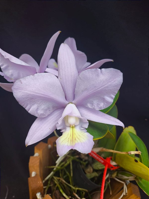 Cattleya Nobilior Coerulea Serena - Adulta