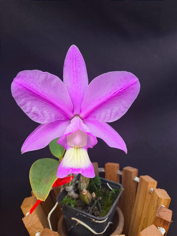 Cattleya Nobilior Flamea Aurora - Adulta