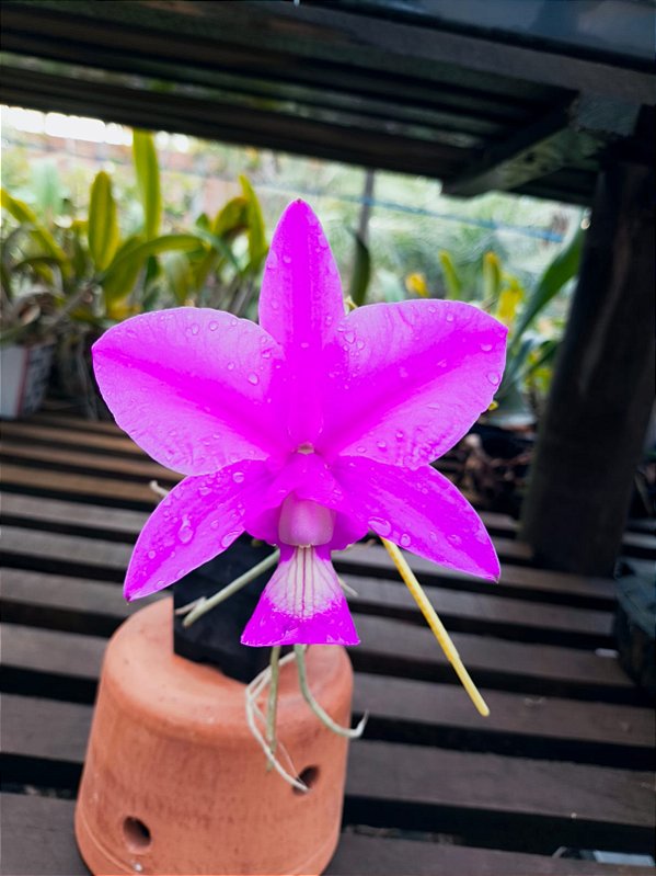 Cattleya Nobilior Flamea Fire Rod - Adulta
