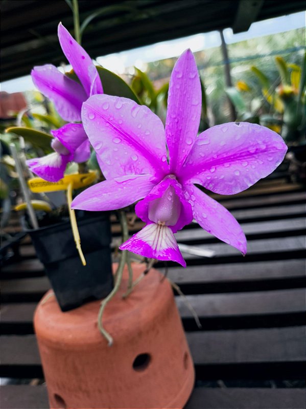 Cattleya Nobilior Flamea Living Fire - Adulta
