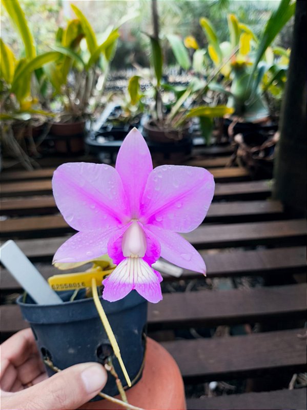 Cattleya Nobilior Flamea Sun Ray - Adulta
