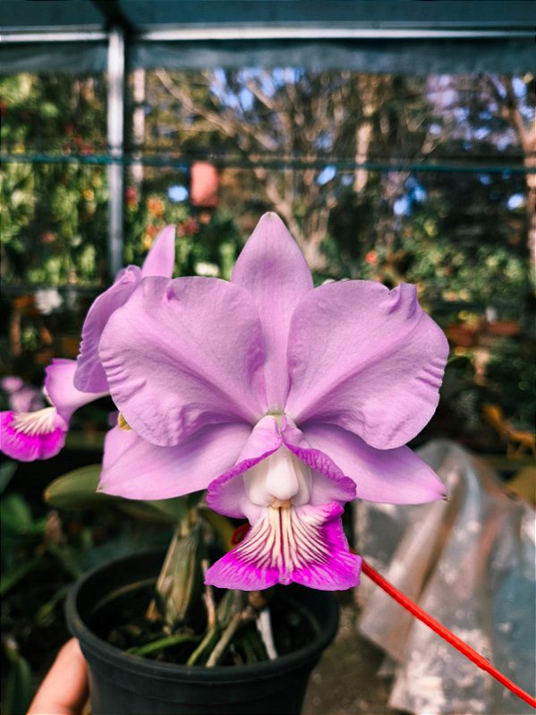 Cattleya Nobilior Amaliae Flor de Jade - Adulta