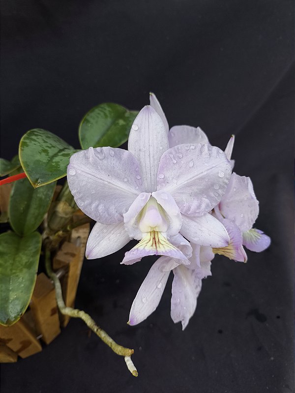 Cattleya Nobilior Amaliae Amestista -02 - Adulta