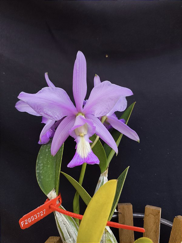 Cattleya Nobilior X Mesquitae - 01 - Adulta