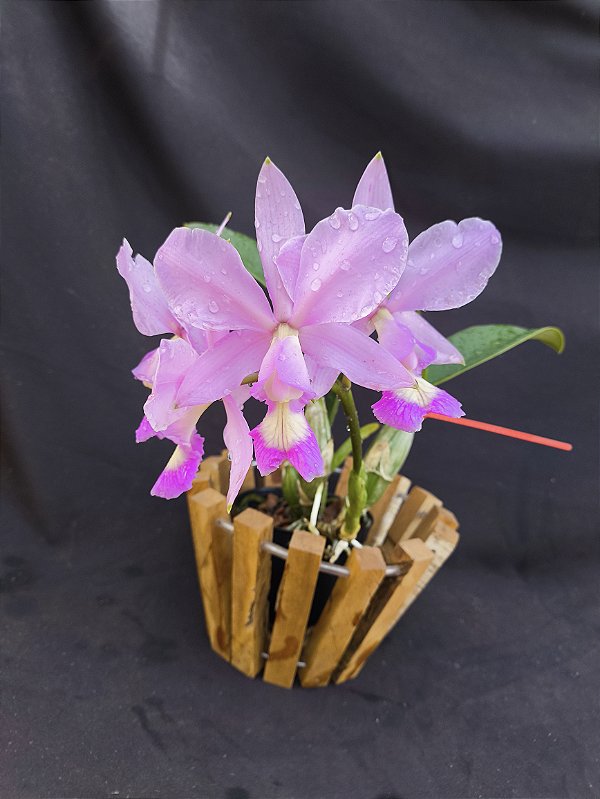Cattleya Nobilior X Mesquitae - 02 - Adulta