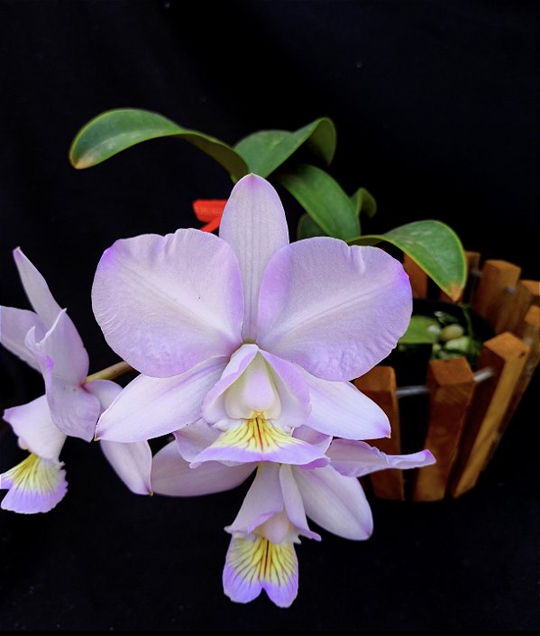 Cattleya Nobilior Amaliae Maju - Adulta