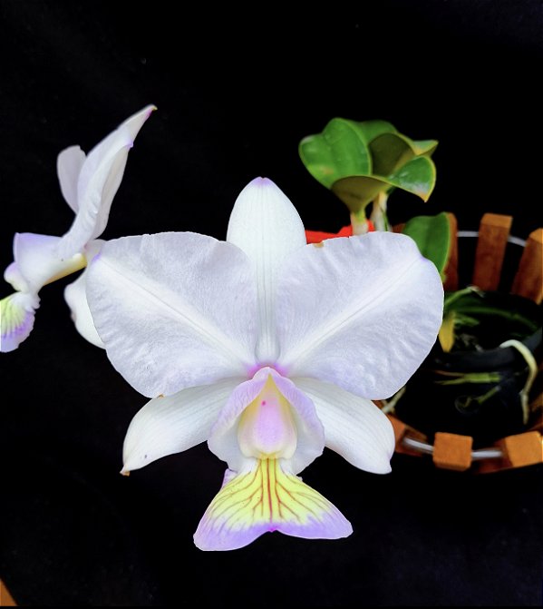 Cattleya Nobilior Amaliae - Adulta