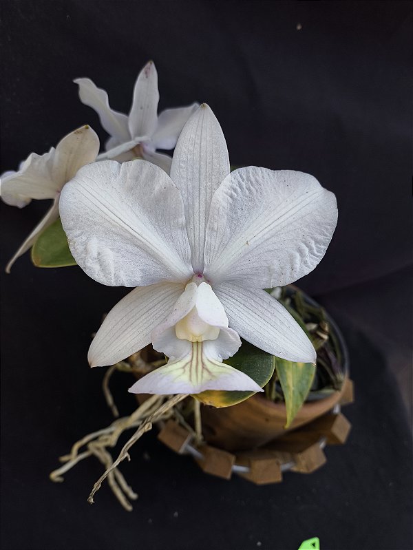 Cattleya Nobilior Amaliae - Adulta-98/2025