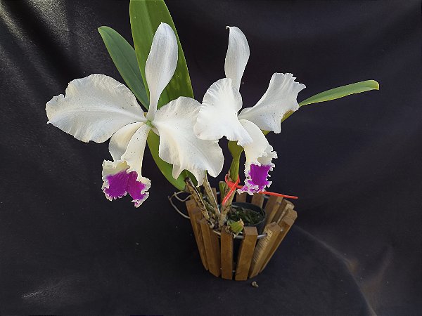 Cattleya Warnerii semi albo - Adulta-2853887