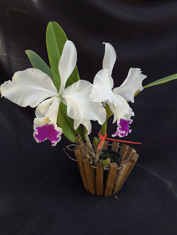 Cattleya Warnerii semi albo - Adulta-2853886