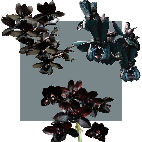 Kit De 3 Catasetum Negros - Especial Negro