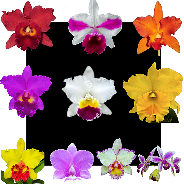 Kit De 10 Orquidea Cattleyas Oferta- Cod 5051 Variadas