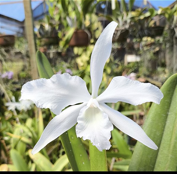 Laelia Lobata Albina - Adulto