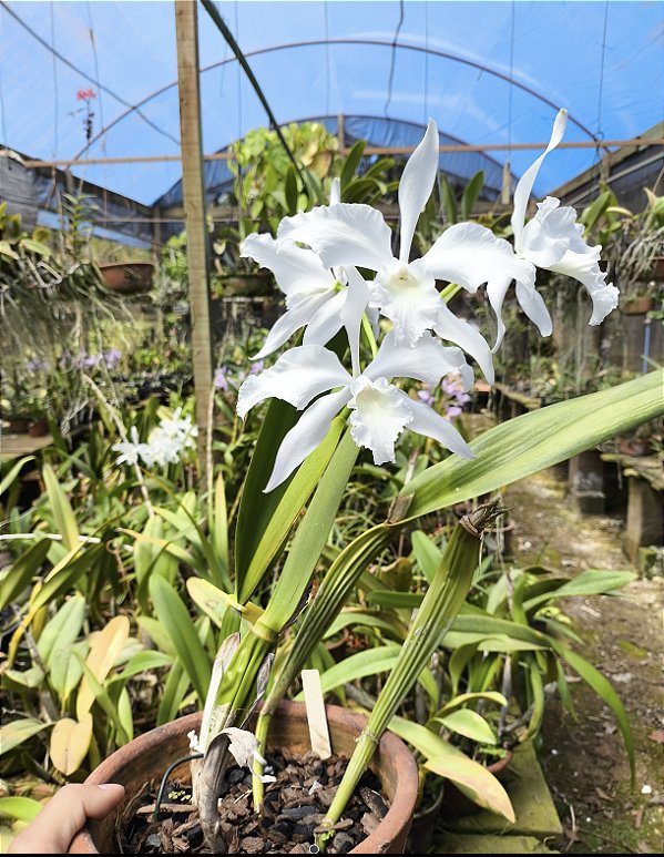 Laelia Lobata Albina - Adulto