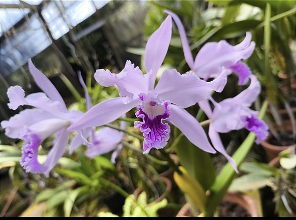 Laelia Lobata Coerulea - Adulto