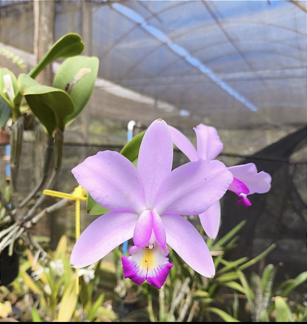 Cattleya Violacea Concolor Gloria - Adulto-H7177746