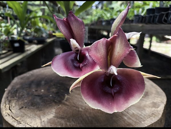 Catasetum Pileatum x Orchidglade- Adulto