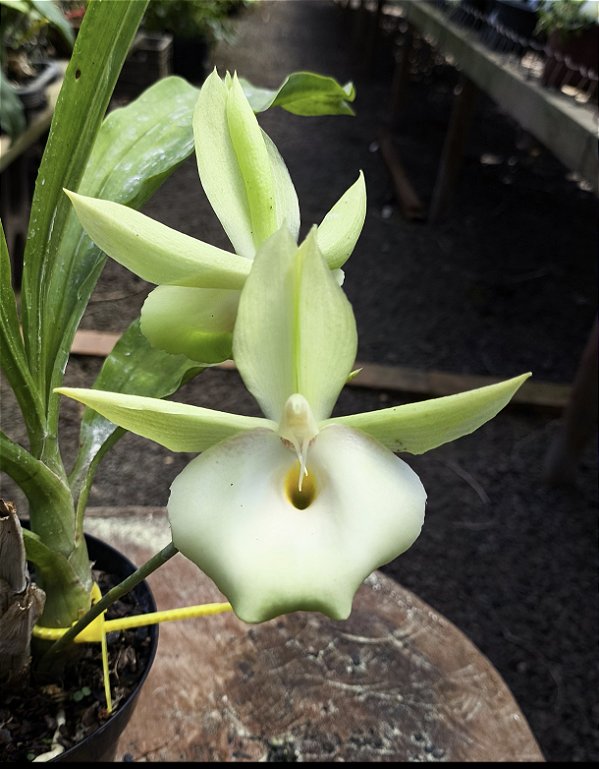 Catasetum Pileatum albo x Durval Ferreira - Adulto - H7177802