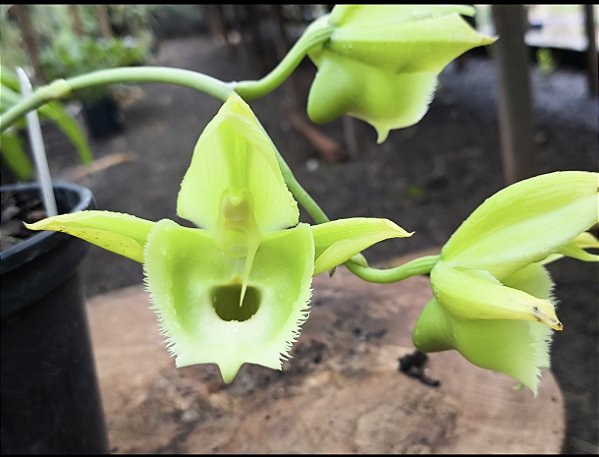 Catasetum Pileatum albo x Shimidtianum - Adulto - H7177797