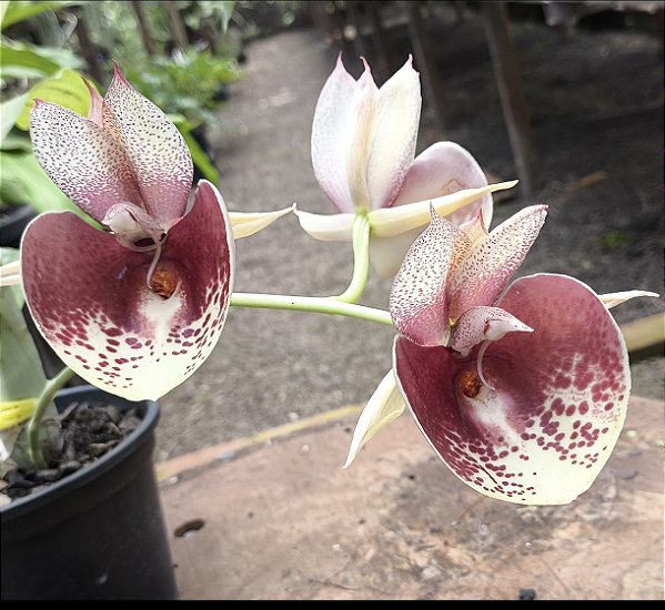 Catasetum John Burchet Fanatasia - Adulto - H7177764