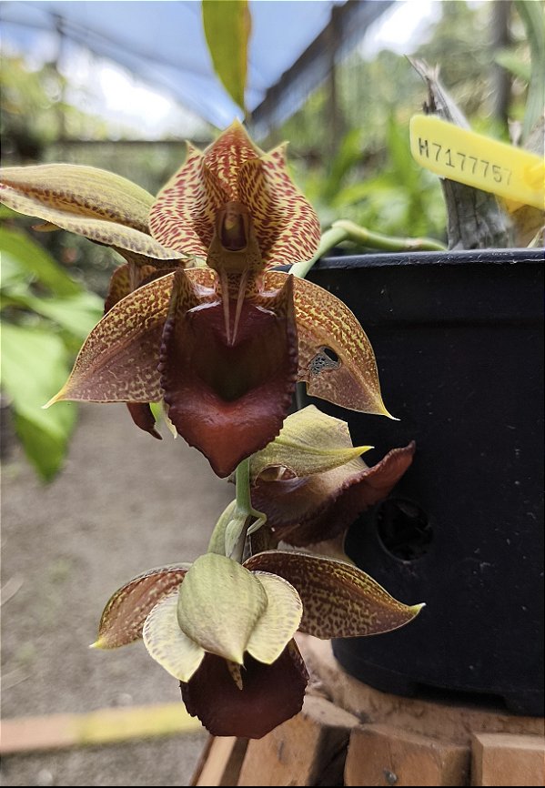 Catasetum Pulchrum x Duplicicutula - Adulto - H7177757