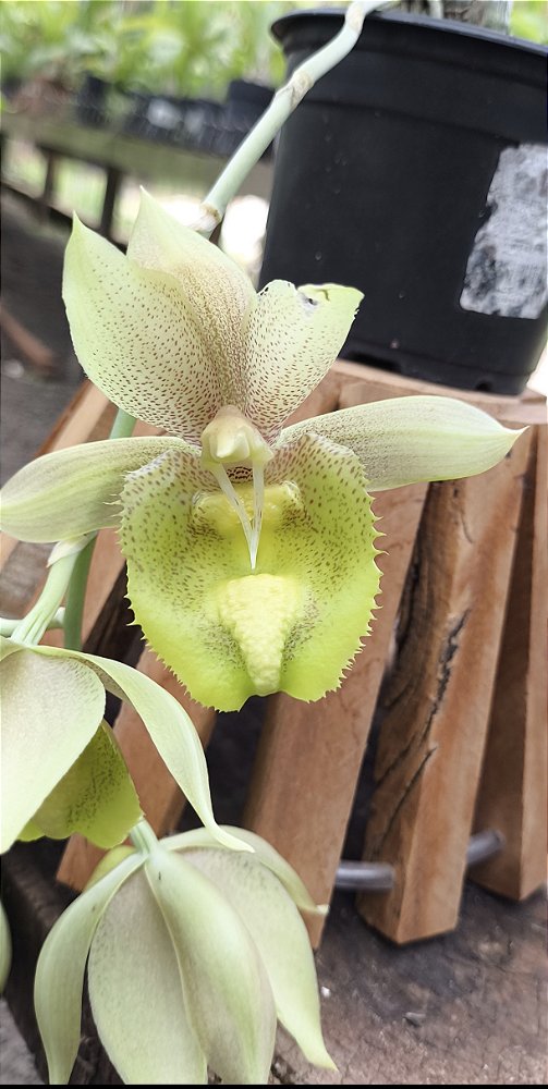 Catasetum Pileatum x Duplicicutula - Adulto - H7177758