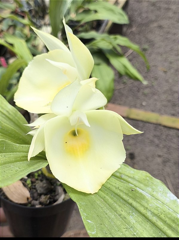 Catasetum Pileatum Suavissima - Adulto - H7177760