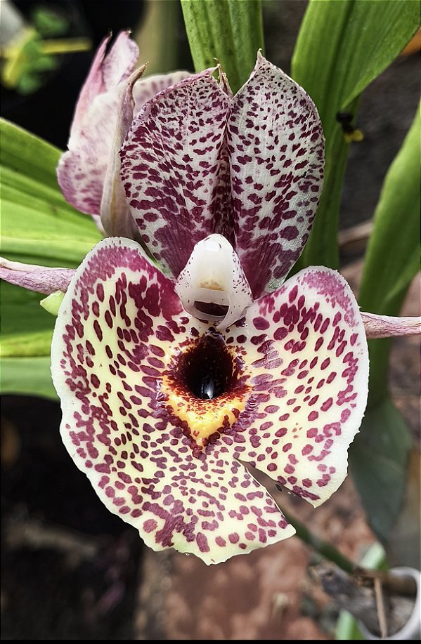 Catasetum Susan Fuchs Charme - Adulto - H7177761