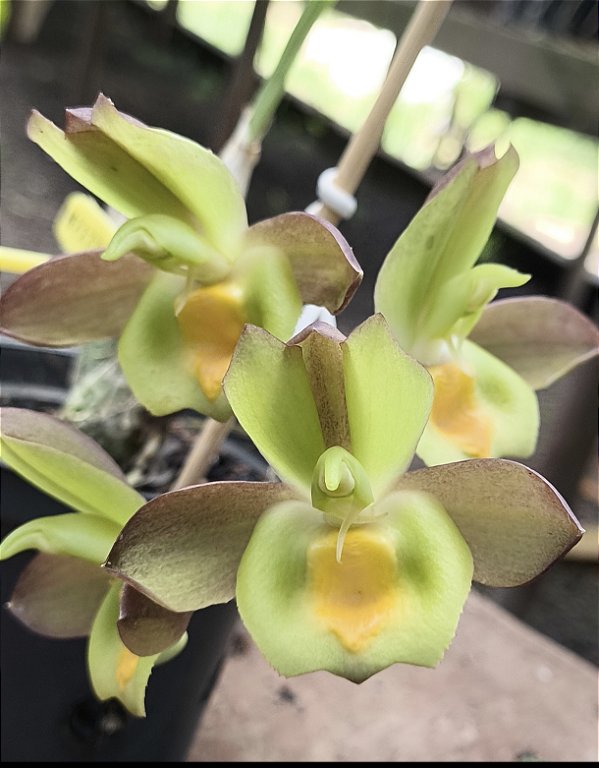 Catasetum Jhon Burchet x Duplicicutula - Green - Adulto - H7177762