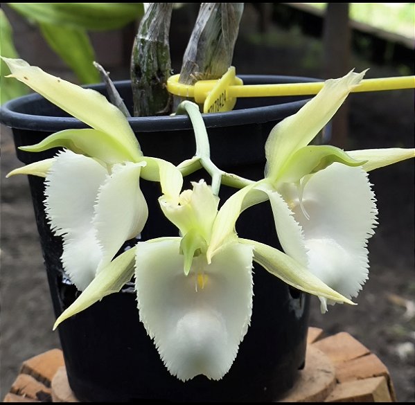 Catasetum Stephen Moffit Albo - Adulto - H7178424