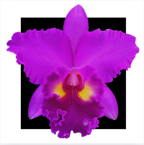 Orquidea Cattleya Blc Crisoim Rosales Rlf