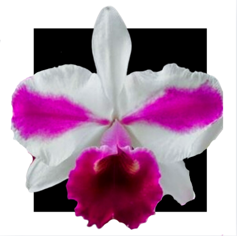 Orquidea Cattleya Lc Aquini Fim Nature Best
