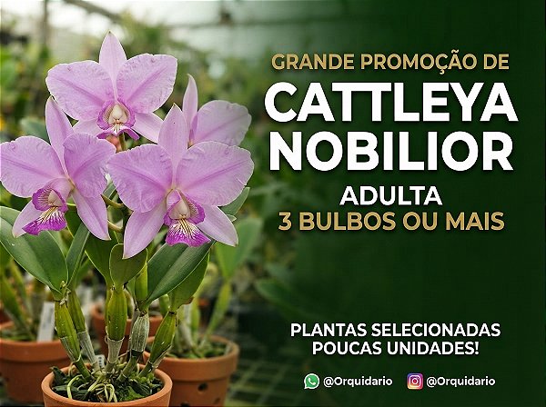 PROMOÇÃO Kit 2 Cattleya Nobilior tipo - Adulta - Oferta