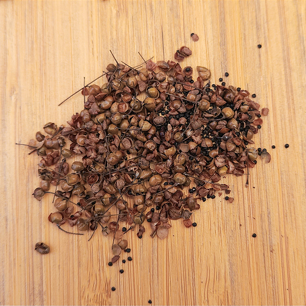 Semente de Major-Gomes Para Plantar