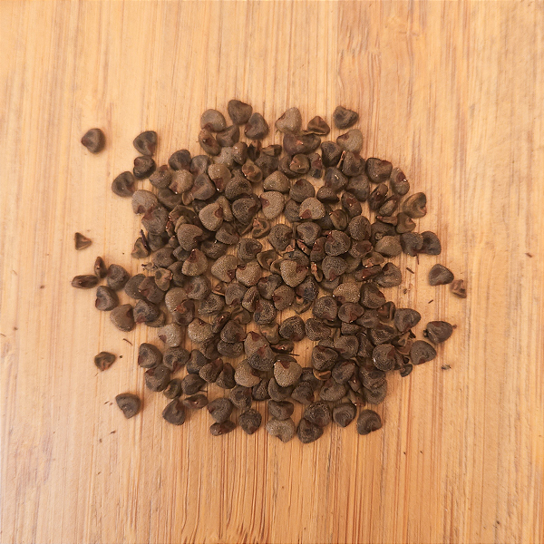 Semente de Hibisco Verde