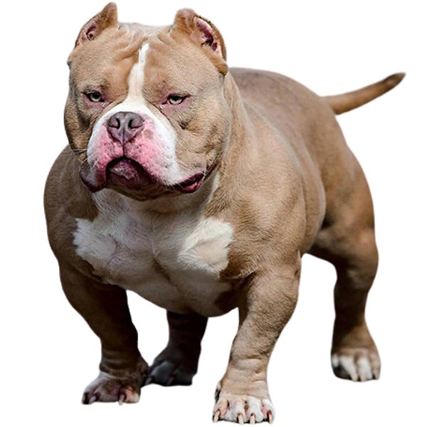 Banho American Bully