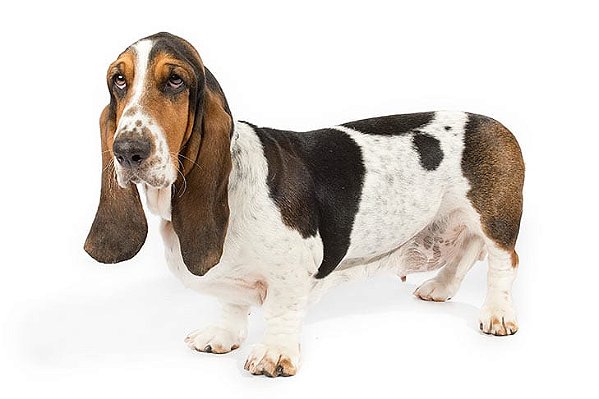 Banho Basset Hound