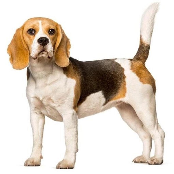 Banho Beagle