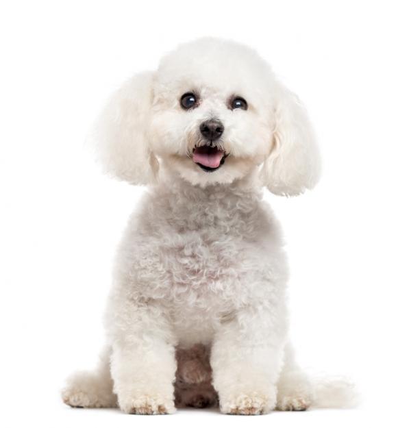 Banho Bichón Frisé
