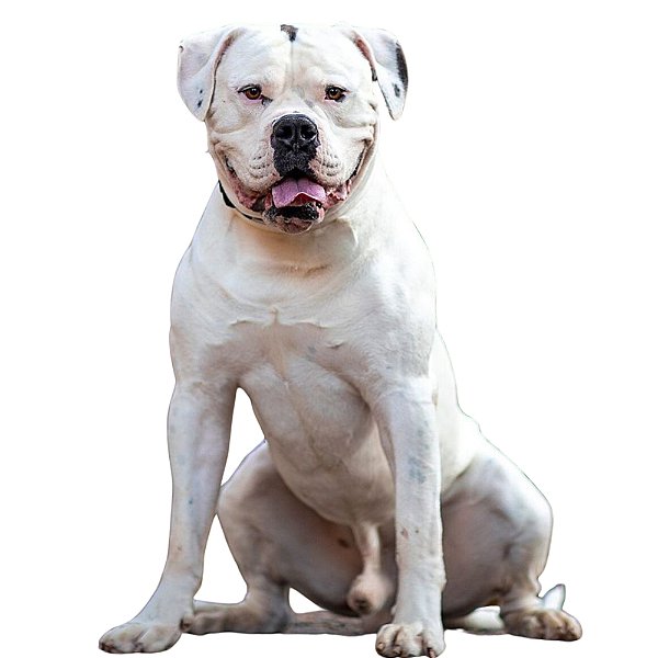 Banho Bulldog Americano