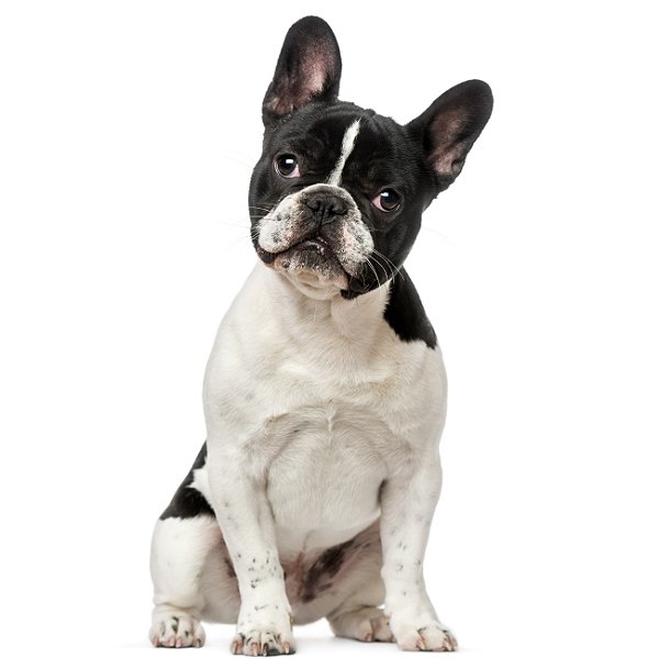 Banho Bulldog Francês