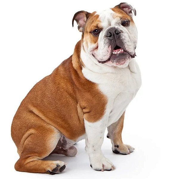 Banho Bulldog Inglês