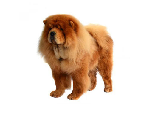 Banho Chow Chow