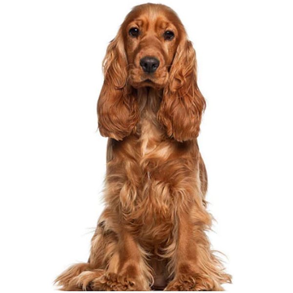 Banho Cocker Spaniel