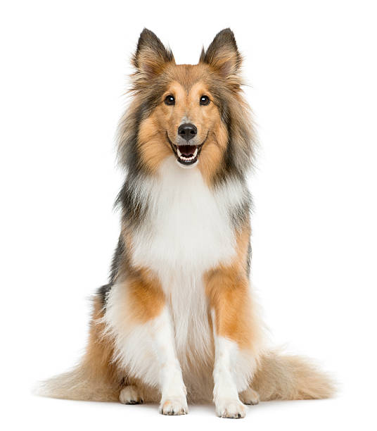 Banho Collie