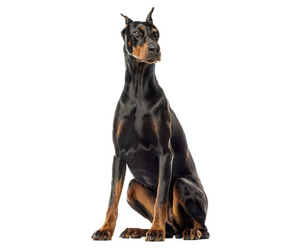 Banho Dobermann