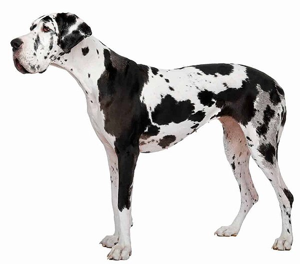 Banho Dog Alemão