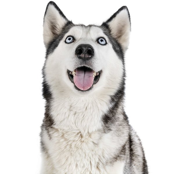 Banho Husky Siberiano