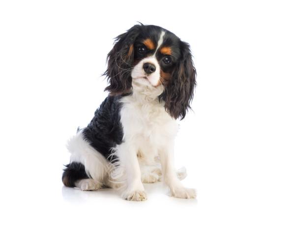 Banho King Charles Cavalier